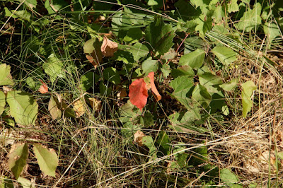 poison ivy leaves turned red