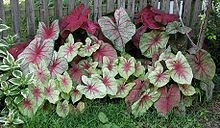 Caladium 