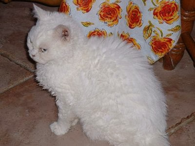 Foto Kucing Selkirk Rex