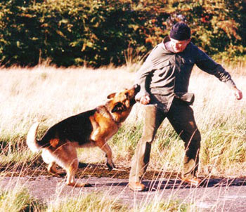 German Shepherd Police Dog Puppies