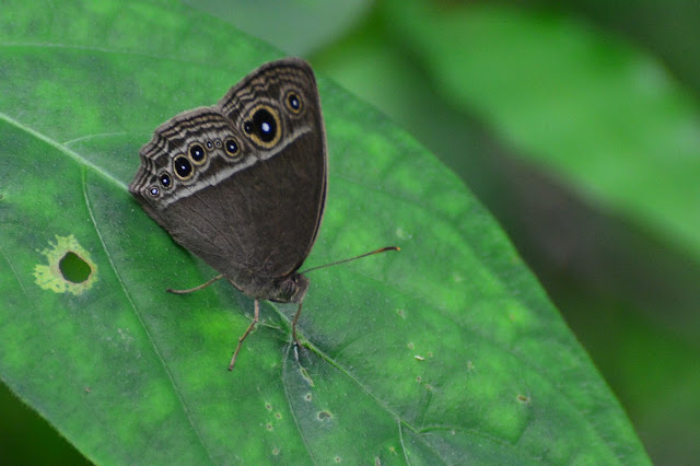 Mycalesis perseus.