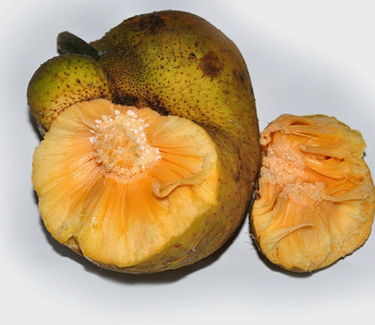 Artocarpus lacucha (Lakoocha)