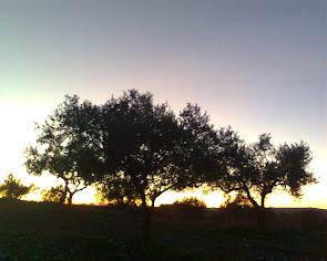 Olive grove