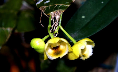 Dendrobium lamellatum care and culture