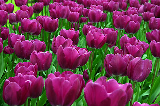 PurpleTulips