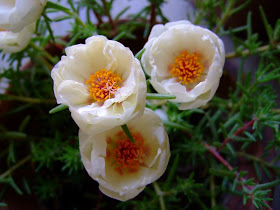 White moss rose picture