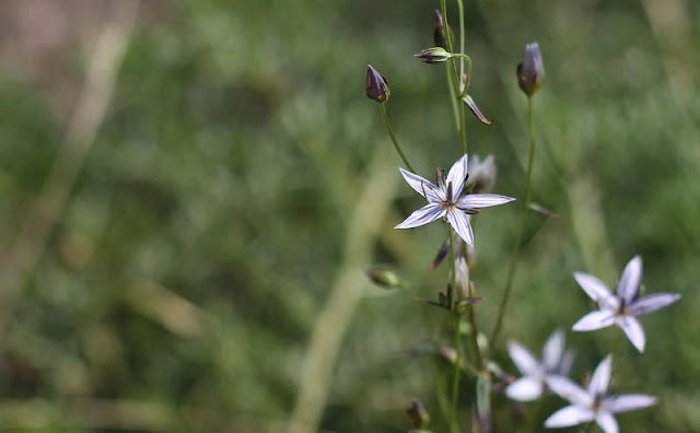 Marsh Felwort Flowers