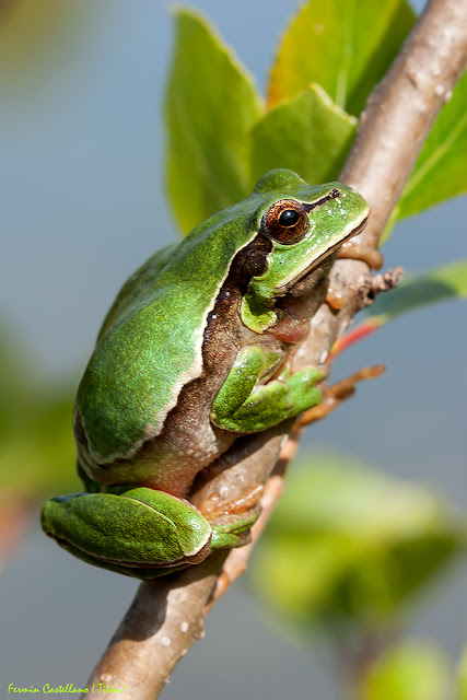 Rana de San Antonio (Hyla arborea)