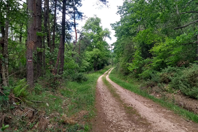 Pista en un bosque de coníferas