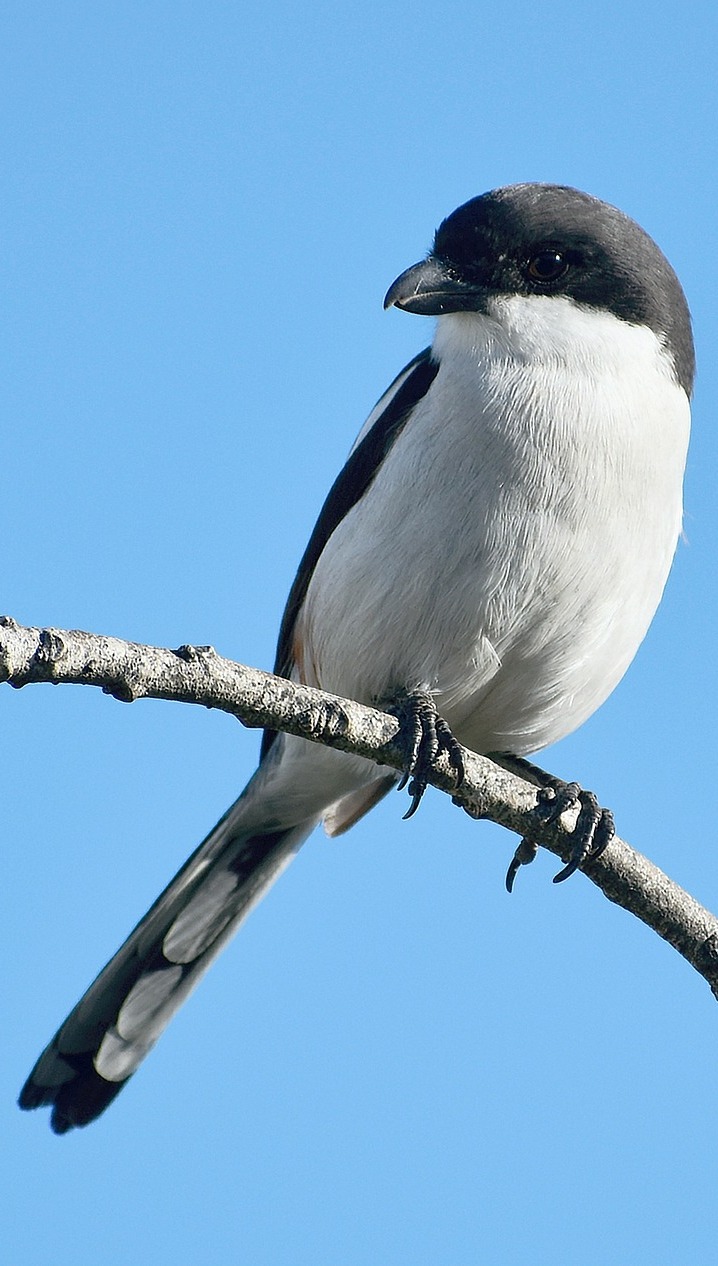  A southern fiscal bird.