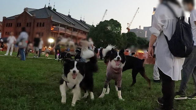 保護犬 ボーダーコリー トーマ イヌヨイチ 横浜