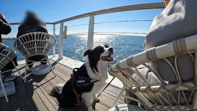 保護犬 ボーダーコリー トーマ 稲毛海浜公園