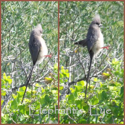 Whitebacked mousebirds