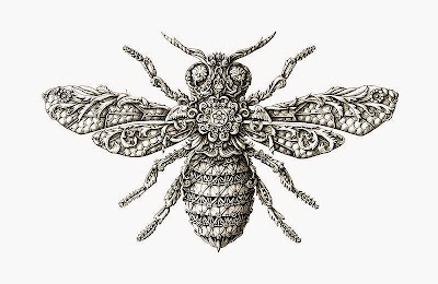 decorative insect drawing by Alex Konahin