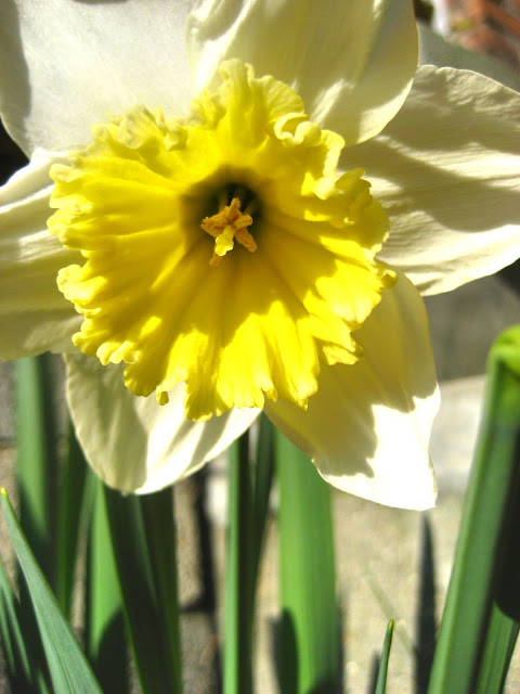 grote narcis