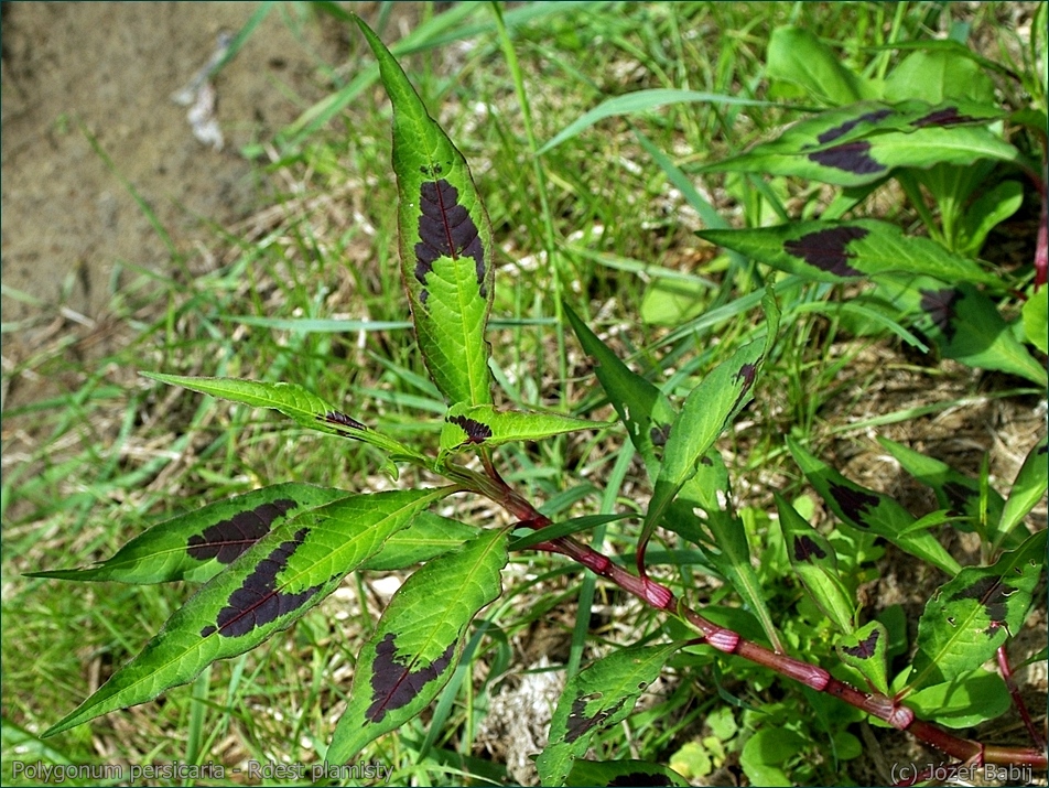 Polygonum persicaria - Rdest plamisty liście