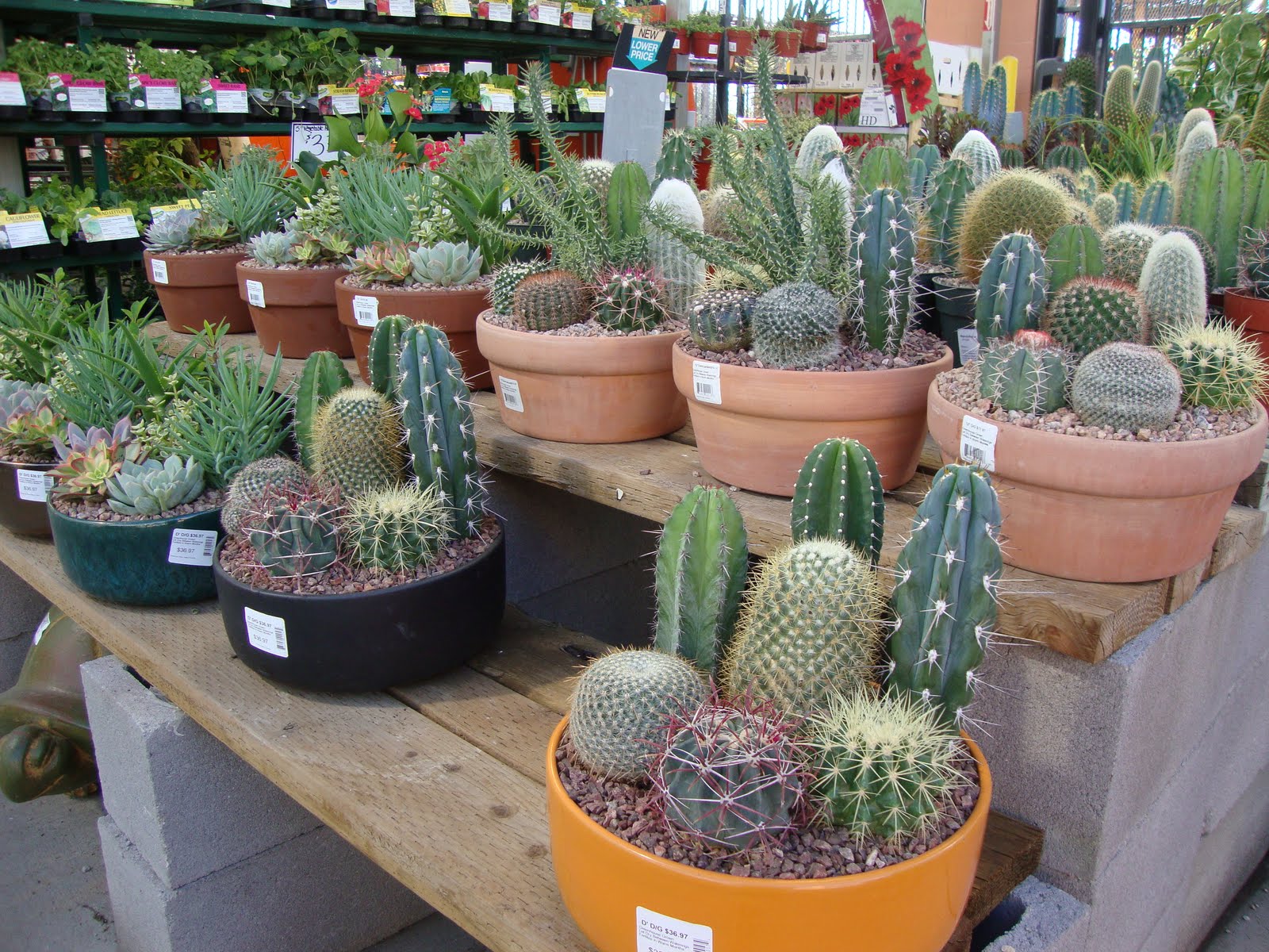 Danger Garden Visiting A Big Box In The Desert