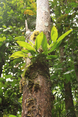 Coelogyne pandurata care and culture