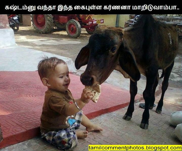 Small baby feeding to cow - Heart Touching Photo