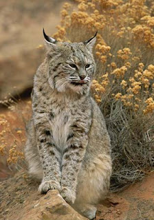 bobcat wild animal wallpaper picture