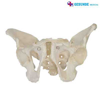 Torso Anatomi Organ Tubuh Panggul Pria GM-X123