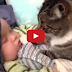 Katzen lieben Menschenbabys -- Hier ist der süße Beweis