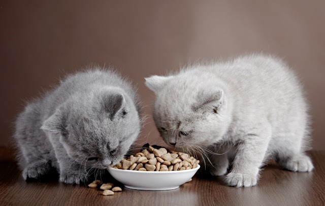 Raw Cat Food - Why It's the Best Diet For Your Cat, and What Are the Trade-offs For You?