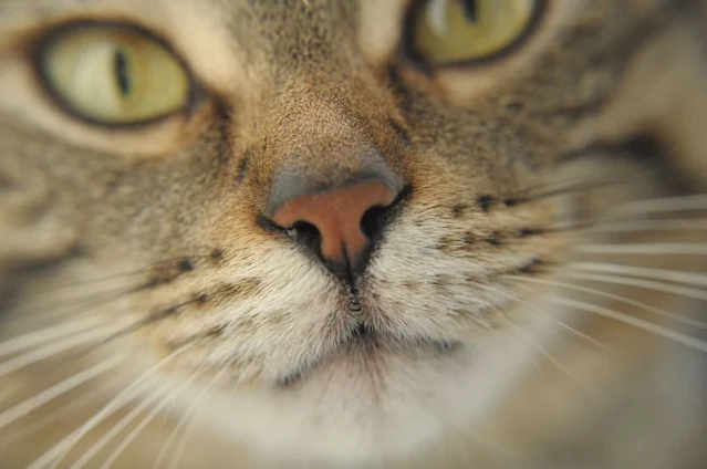 how can i clear feline cat nose discharge?