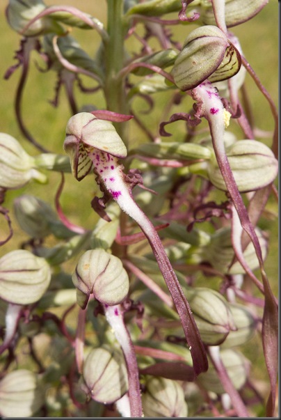 Lizard Orchid