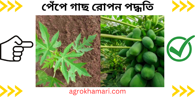 পেঁপে গাছ রোপন পদ্ধতি