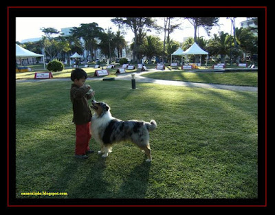 pastor australiano na Exposição Canina Internacional do Estoril