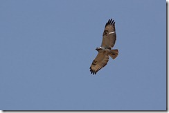 Augur Buzzard