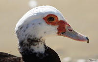 Pato criollo.(Cairina moschata) Hembra