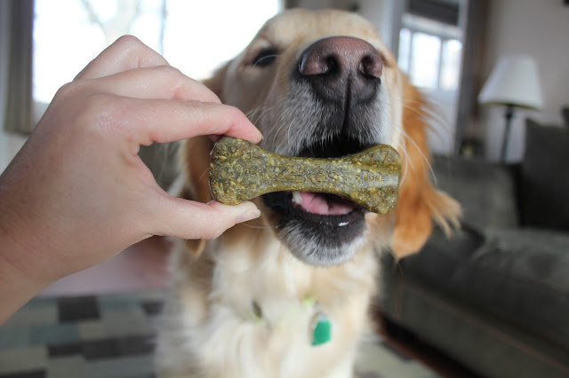 Dogs Dental Healthy with Zuke's Z-Bones Minty Dental Chew Review and Giveaway