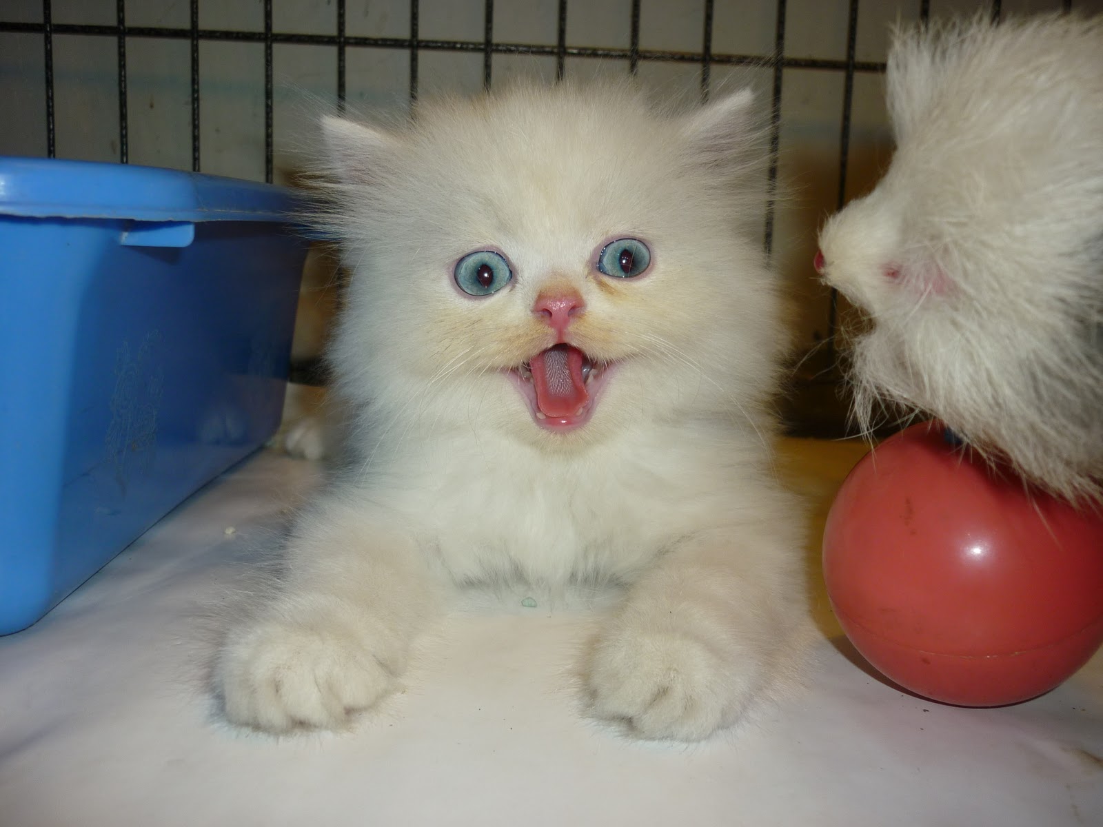 Aprils Zone Jual Kucing