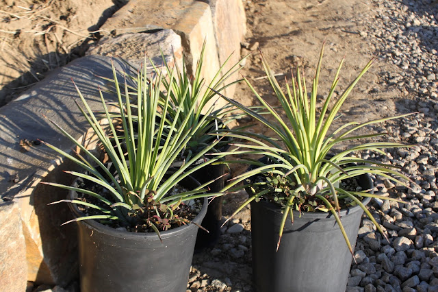 Agave striata ssp stricta in 1 gallon pots