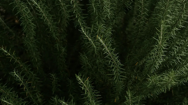 Rosemary Plant