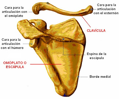 huesos de la cintura escapular