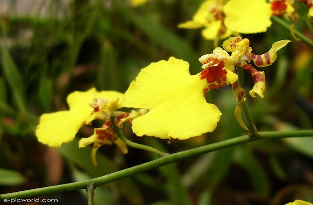 orchid pictures