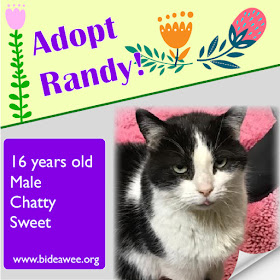 Adopt Randy the cat, Bideawee Westhampton