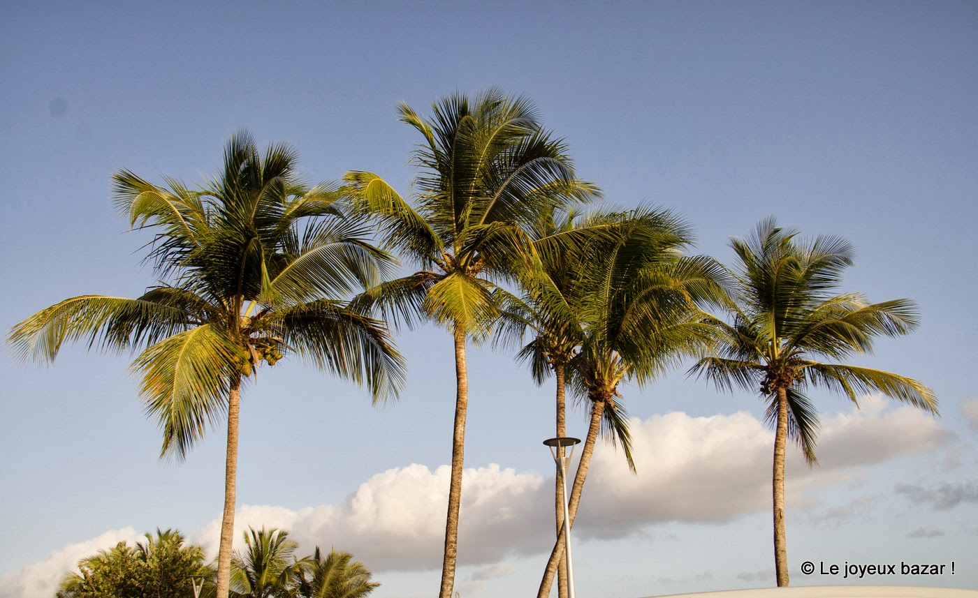 Guadeloupe - Trois Rivières - palmiers