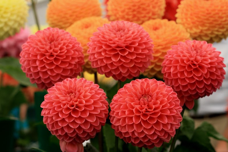 27+ Gambar Wallpaper Bunga Dahlia