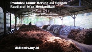 Produksi Jamur Merang ala Ponpes Raudlatul Irfan Menjanjikan