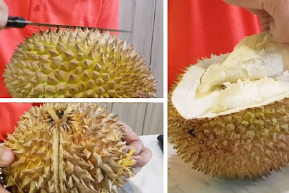 Tak Perlu Bingung, Ternyata Cara Memilih Durian yang Manis dan Berdaging Itu Gampang Banget Loh, Begini Trik Ampuh nya!