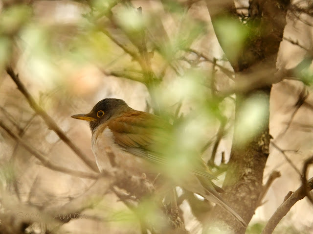 Turdus pallidus