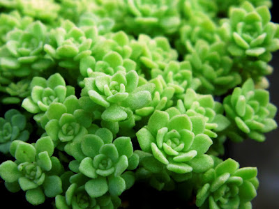 Sedum nevii - Nevius' stonecrop care and culture