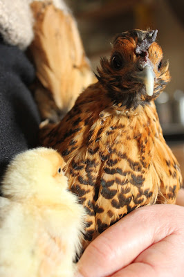 Handling mother and chicks helps in bonding and mutual trust