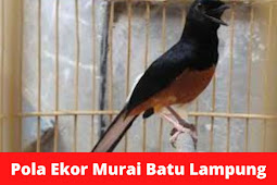 Pola Ekor Murai Batu Lampung, Review Kelebihan dan Kekurangan Jenis Murai Batu Ini 