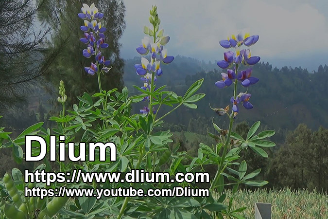 Dlium Tarwi (Lupinus mutabilis)