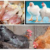 பிராய்லர்கோழி vs நாட்டுகோழி / Broiler chiken Vs Nattu Koli chiken